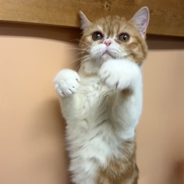 エキゾチックショートヘア【兵庫県・女の子・2025年6月18日・レッドタビー&ホワイト】の写真「人懐っこい可愛い子💕」