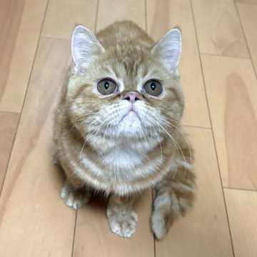 エキゾチックショートヘア【兵庫県・男の子・2025年6月18日・レッドタビー】の写真「綺麗な模様の可愛い子」