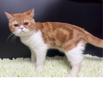 エキゾチックショートヘア【兵庫県・女の子・2025年6月18日・レッドタビー&ホワイト】の写真「人懐っこい可愛い子💕」