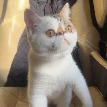 エキゾチックショートヘア【兵庫県・男の子・2025年6月18日・ブラウンタビー&ホワイト】の写真「人懐っこく可愛いですよ💕」