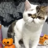 エキゾチックショートヘア