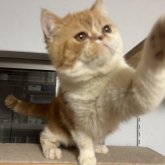 エキゾチックショートヘア