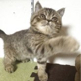 エキゾチックショートヘア