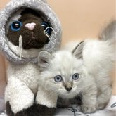 ミヌエット(長足)