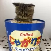 エキゾチックショートヘア
