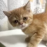 エキゾチックショートヘア