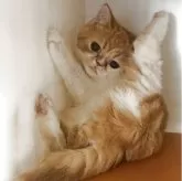 エキゾチックショートヘア