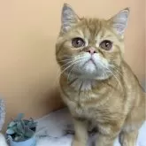 エキゾチックショートヘア