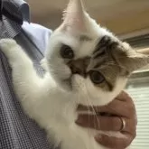 エキゾチックショートヘア