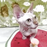バンビーノ