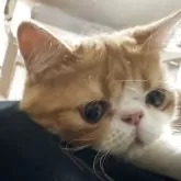 エキゾチックショートヘア