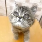 エキゾチックショートヘア