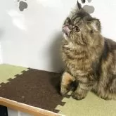 エキゾチックショートヘア