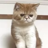 エキゾチックショートヘア