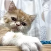 エキゾチックショートヘア