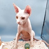 ドウェルフ