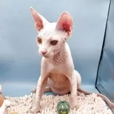 ドウェルフ
