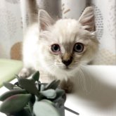 ミヌエット(長足)