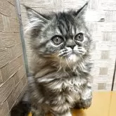 エキゾチックショートヘア