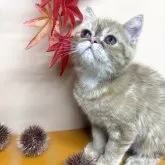 エキゾチックショートヘア