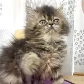 エキゾチックショートヘア