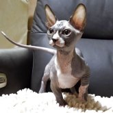 ドウェルフ