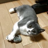 ミヌエット(長足)