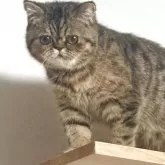 エキゾチックショートヘア