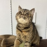 エキゾチックショートヘア