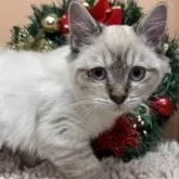 ミヌエット(長足)