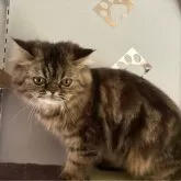 エキゾチックショートヘア