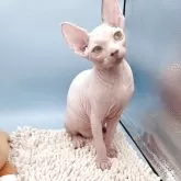 スフィンクス