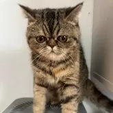 エキゾチックショートヘア