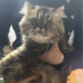 エキゾチックショートヘア