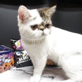エキゾチックショートヘア