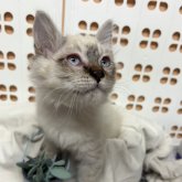 ミヌエット(長足)