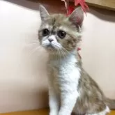 エキゾチックショートヘア
