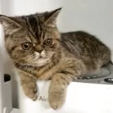 エキゾチックショートヘア