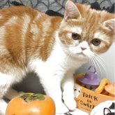 エキゾチックショートヘア