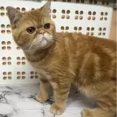 エキゾチックショートヘア