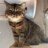 エキゾチックショートヘア