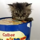 エキゾチックショートヘア