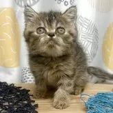 エキゾチックショートヘア