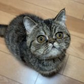 エキゾチックショートヘア