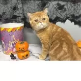 エキゾチックショートヘア