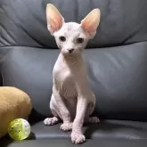 スフィンクス