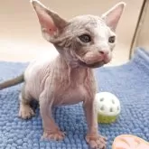 スフィンクス