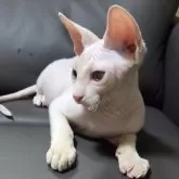 ドウェルフ