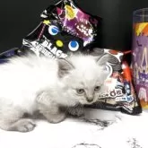 ミヌエット(長足)【兵庫県・男の子・2025年9月2日・シールリンクスポイント】の写真15「なにかな？」