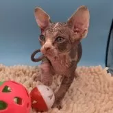 バンビーノ【兵庫県・女の子・2025年10月8日・ブラック&ホワイト】の写真3「ボール大好き」